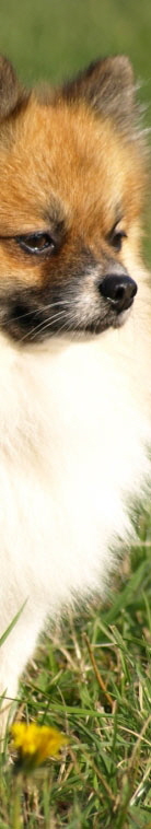 Kleinspitz Mein Augenstern 09
