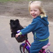 Kleinspitz im Fahrradkorb
