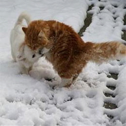 Kleinspitzjungh�ndin-Lisetta-Krisanda-mit-Katze