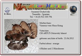 Kleinspitzwelpen-Kleiner-Harlekin-2012.04.24 Kleinspitzwelpen-Kleiner-Harlekin-2012.04.24