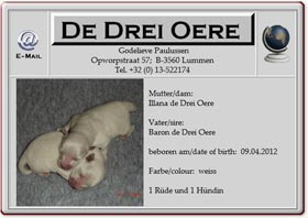 Kleinspitzwelpen-de-Drei-Oere-2012.04.11 Kleinspitzwelpen-de-Drei-Oere-2012.04.11