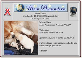 Kleinspitzwelpen-mein-Augenstern-2012.04.22 Kleinspitzwelpen-mein-Augenstern-2012.04.22