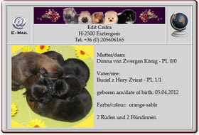 Kleinspitzwelpen-vom-Zwergen-König-2012.04.11 Kleinspitzwelpen-vom-Zwergen-König-2012.04.11