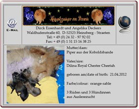 Kleinspitzwelpen-von-Doxarin-2012.04.24 Kleinspitzwelpen-von-Doxarin-2012.04.24