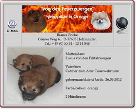 Kleinspitzwelpen-von-den-Feuerzwergen-2012.04.12 Kleinspitzwelpen-von-den-Feuerzwergen-2012.04.12