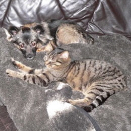 Mittelspitz-Arabella-von-der-Ro�steige-und-der-Katze-Share