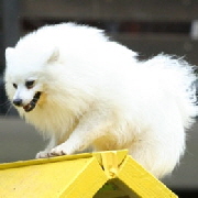 Mittelspitz-Catullus-beim-Agility