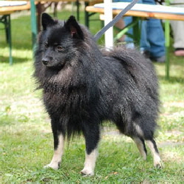 Mittelspitz-Diabolo-von-der-Ro�steige