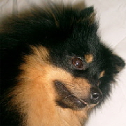 Mittelspitz-Dilina-Royal-Black-Dragonfire-Portrait