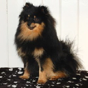 Mittelspitz Dilina Royal Black Dragonfire
