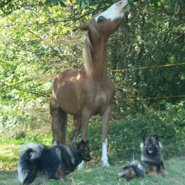 Mittelspitz-Kira---Arabella-von-der-Ro�steige-und-Toxy