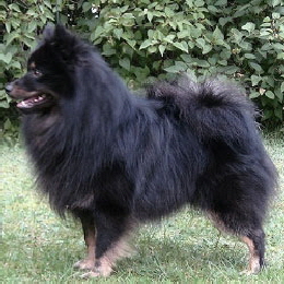 Mittelspitz-Sable-Shades-daydream-Secret