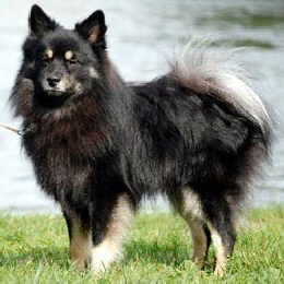 Mittelspitz black and tan Dundee von der Ro�steige