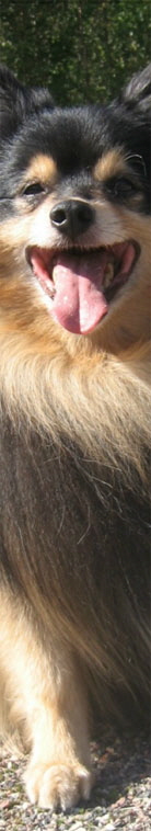 Mittelspitz-black6tan