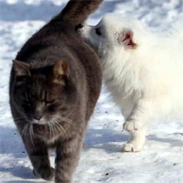 Mittelspitzwelpe Gizmo am Jungfernbach mit Katze