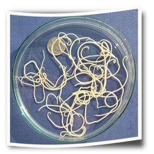 Parasiten-und-W�rmer