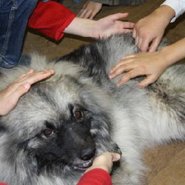 Wolfsspitz beim Grundschulbesuch