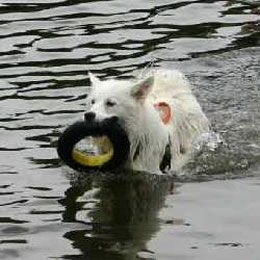 Spitz-im-Wasser