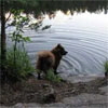 Spitz-in-der-Natur