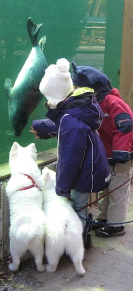Spitz-mit-Seehund