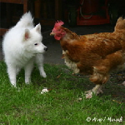 Spitz-und-Huhn
