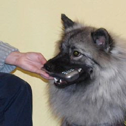 Wolfsspitz bringt Telefon