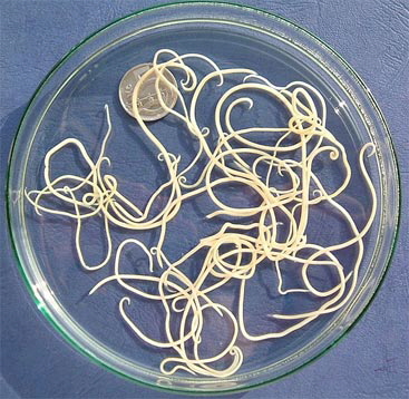 Toxocara canis - adlut worms isolated from dog's feces.