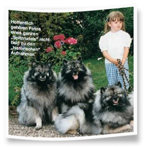 Ur-Hunde,-die-beinahe-vergessen-wurden Ur-Hunde,-die-beinahe-vergessen-wurden