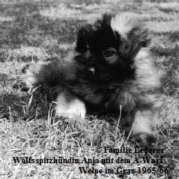 Welpe-im-Gras
