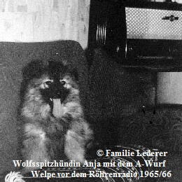 Welpe-vor-dem-Radio
