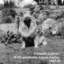Wolfsspitz-Anja-im-Garten