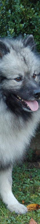 Wolfsspitz-Campino-von-Klein-Manhattan