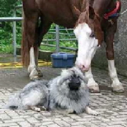 Wolfsspitz-Gismo-vom-St.T�niser-Land-mit-Daisy