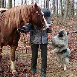Wolfsspitz-Gismo-vom-St.T�niser-Land-mit-Daisy-01