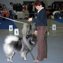 Wolfsspitz-Jasper-Leon-in-Offenburg-2008
