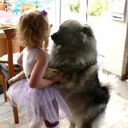 Wolfsspitz-Julika-mit-Nia