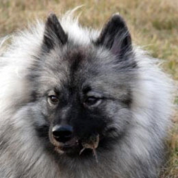 Wolfsspitz-Karina-Kim-frisst-Maus