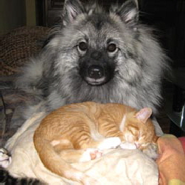 Wolfsspitz Karina Kim vom St T�niser Land mit Katze