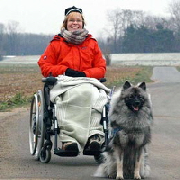 Wolfsspitz Karina Kim ein Behindertenbegleithund