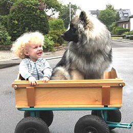 Wolfsspitz Levi vom St T�niser Land mit Kind im Bollerwagen