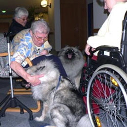 Wolfsspitz-beim-Altenheimbesuch-04