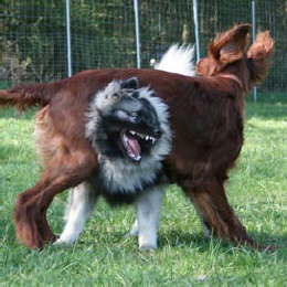 Wolfsspitz beim Spiel