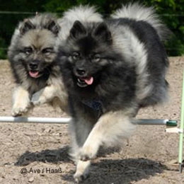 Wolfsspitze-beim-Tandemsprung