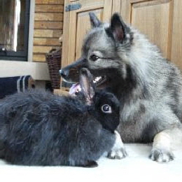 Wolfsspitzh�ndin mit Kaninchen