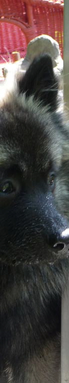 Wolfsspitzjunghund