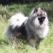 Wolfsspitzr�de