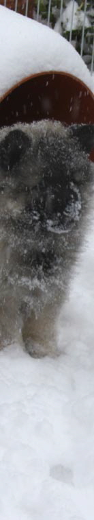Wolfsspitzwelpe im Schnee