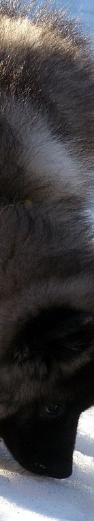 Wolfsspitzwelpe vom St-T�niser Land 02