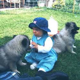 Wolfsspitzwelpen-mit-Baby
