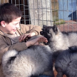 Wolfsspitzwelpen-mit-Kind